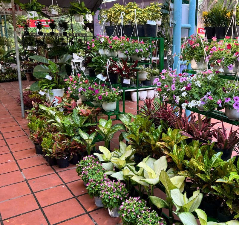 How to Ship Live Plants From China to the United States: A Complete Guide for Importers